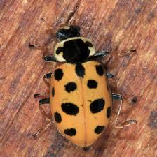 Attēlu rezultāti vaicājumam “Hippodamia tredecimpunctata”