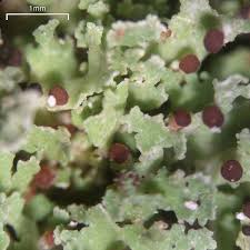 Attēlu rezultāti vaicājumam “Cladonia caespiticia”