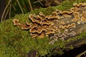 Attēlu rezultāti vaicājumam “Stereum hirsutum”