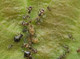 Attēlu rezultāti vaicājumam “Chaitophorus populeti”