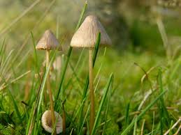 Attēlu rezultāti vaicājumam “Mycena filopes”