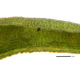 Attēlu rezultāti vaicājumam “Hymenostylium recurvirostrum macro”