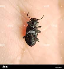 Attēlu rezultāti vaicājumam “Bolitophagus reticulatus imago”