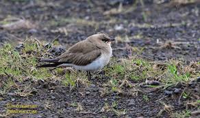 Image result for Glareola pratincola