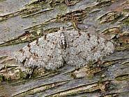 Attēlu rezultāti vaicājumam “Aethalura punctulata”