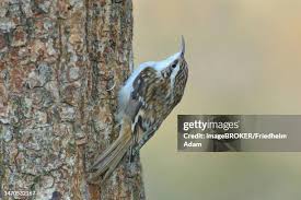 Attēlu rezultāti vaicājumam “Certhia familiaris”