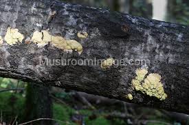 Attēlu rezultāti vaicājumam “Fuligo luteonitens”