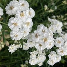 Attēlu rezultāti vaicājumam “Achillea ptarmica fruit”