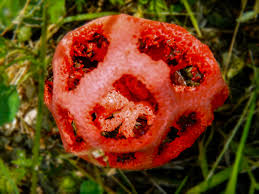 Attēlu rezultāti vaicājumam “Clathrus ruber”