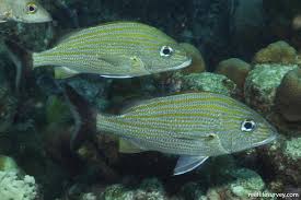 Image result for Haemulon carbonarium