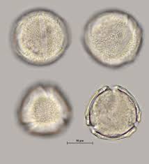 Attēlu rezultāti vaicājumam “Melampyrum pratense bud”
