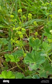 Attēlu rezultāti vaicājumam “Alchemilla vulgaris aggr. flower”