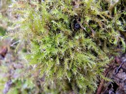 Attēlu rezultāti vaicājumam “Campylophyllum calcareum”