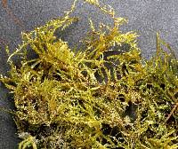 Attēlu rezultāti vaicājumam “Callicladium haldanianum”