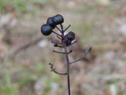Attēlu rezultāti vaicājumam “Actaea spicata fruit”