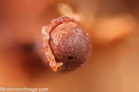 Attēlu rezultāti vaicājumam “Cribraria splendens spores”