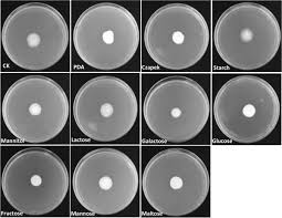 Attēlu rezultāti vaicājumam “Saelania glaucescens sporophyte”