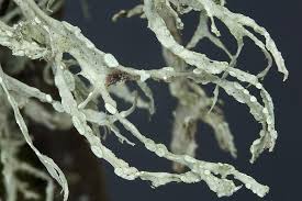 Attēlu rezultāti vaicājumam “Ramalina farinacea”