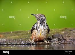 Attēlu rezultāti vaicājumam “Dendrocopos medius adult”