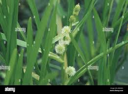 Attēlu rezultāti vaicājumam “Sparganium minimum”