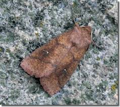 Attēlu rezultāti vaicājumam “Mythimna turca”