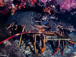 Image result for Palinurus elephas
