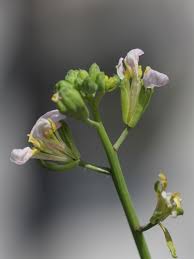 Image result for Raphanus sativus ssp. Oleiformes