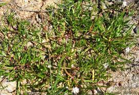 Attēlu rezultāti vaicājumam “Spergularia marina leaf”