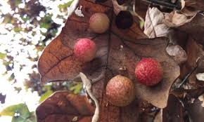 Attēlu rezultāti vaicājumam “Cynips quercusfolii”