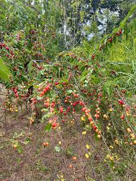 Attēlu rezultāti vaicājumam “Poa angustifolia fruit”
