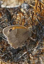 Attēlu rezultāti vaicājumam “Maniola jurtina male”