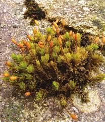 Attēlu rezultāti vaicājumam “Sphagnum fuscum”