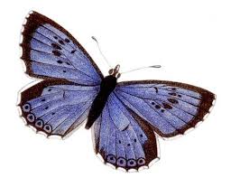 http://t0.gstatic.com/images?q=tbn:ANd9GcSfDhcV_x_1vpxwki4gkjXXWikdo2mGWqvVak7qz9wpSkf9gVu2XIJ1oVbi
