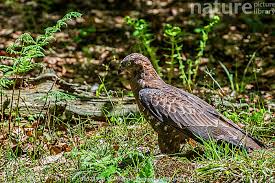 Attēlu rezultāti vaicājumam “Pernis apivorus”