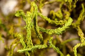 Attēlu rezultāti vaicājumam “Anomodon attenuatus sporophyte”