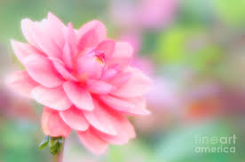 Attēlu rezultāti vaicājumam “Lotus sp. flower”