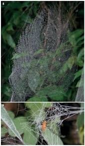 Attēlu rezultāti vaicājumam “Ichneumonidae cocoon”