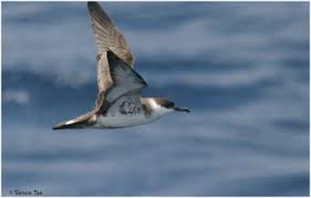 Image result for Puffinus gravis