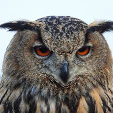 Attēlu rezultāti vaicājumam “Bubo bubo”