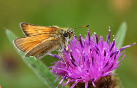 Attēlu rezultāti vaicājumam “Thymelicus lineola underside”