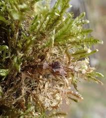 Attēlu rezultāti vaicājumam “Neckera complanata”