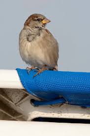 Image result for Passer domesticus