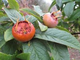 Attēlu rezultāti vaicājumam “Mespilus germanica fruit”