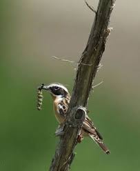 Attēlu rezultāti vaicājumam “Saxicola rubetra”