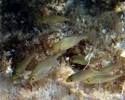 Image result for Sarpa salpa