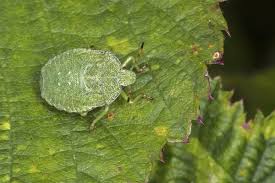 Attēlu rezultāti vaicājumam “Palomena prasina nymph”
