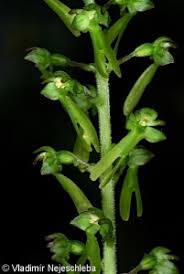 Attēlu rezultāti vaicājumam “Listera ovata fruit”