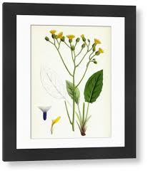 Attēlu rezultāti vaicājumam “Hieracium murorum flower”