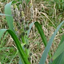 Attēlu rezultāti vaicājumam “Sparganium minimum leaf”