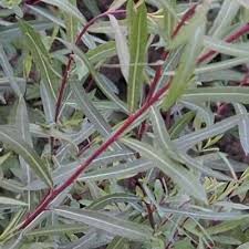 Attēlu rezultāti vaicājumam “Salix daphnoides subsp. acutifolia”